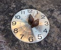 Two Snail on the round watch face, like a hour and minute hands, two oÃ¢â¬â¢clock. on the floor.